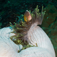 Amphiprion akallopisos (Skunk Anemonefish)