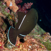 Melichthys indicus (Indian Triggerfish)