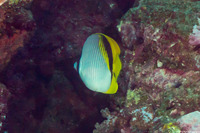 Chaetodon lineolatus (Lined Butterflyfish)