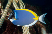 Acanthurus leucostemon (Powderblue Surgeonfish)