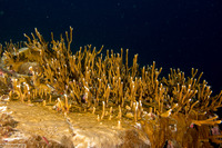Millepora sp.1 (Encrusting Fire Coral)