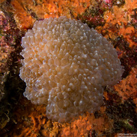 Physogyra lichtensteini (Grape Coral)