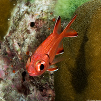 Myripristis robusta (Robust Soldierfish)