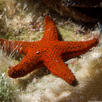 Fromia milleporella (Thousand-Pores Sea Star)