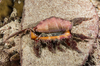 Lambis scorpius (Scorpion Spider Conch)