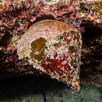 Rochia nilotica (Commercial Top Snail)