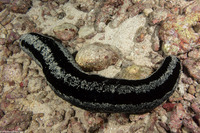 Holothuria atra (Black Sea Cucumber)