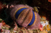 Mespilia globulus (Globe Urchin)