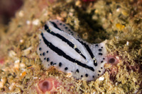 Phyllidiopsis phiphiensis (Phi Phi Islands Phyllidiopsis)
