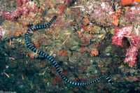Laticauda colubrina (Banded Sea Krait)