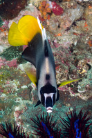 Heniochus singularius (Singular Bannerfish)