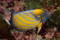 Pomacanthus annularis (Blue-Ringed Angelfish)