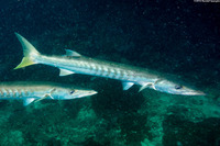 Sphyraena jello (Pickhandle Barracuda)