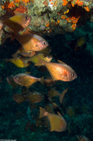 Pempheris oualensis (Copper Sweeper)