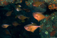 Pempheris oualensis (Copper Sweeper)