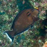 Acanthurus tennentii (Tennent's Surgeonfish)
