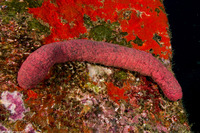 Holothuria edulis (Pinkfish Sea Cucumber)