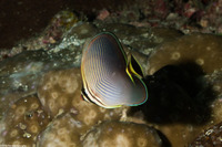 Chaetodon triangulum (Triangular Butterflyfish)