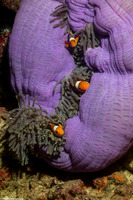 Amphiprion ocellaris (False Clown Anemonefish)