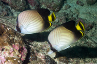 Chaetodon decussatus (Indian Vagabond Butterflyfish)