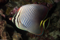 Chaetodon triangulum (Triangular Butterflyfish)