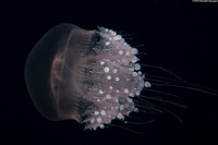 Crambione mastigophora (Rhizostome Jellyfish)