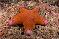 Choriaster granulatus (Granular Sea Star)