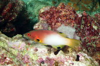 Bodianus axillaris (Axilspot Hogfish)