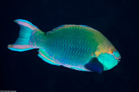 Scarus prasiognathos (Greenthroat Parrotfish)