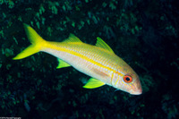 Mulloidichthys vanicolensis (Yellowfin Goatfish)