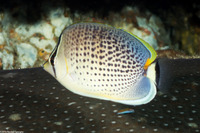 Chaetodon guttatissimus (Spotted Butterflyfish)