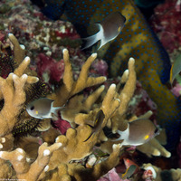 Pycnochromis flavipectoralis (Malayan Chromis)