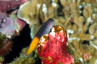 Ecsenius bicolor (Bicolor Coralblenny)