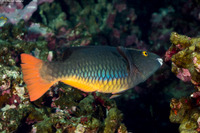 Scarus tricolor (Tricolor Parrotfish)
