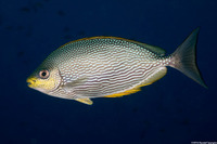 Siganus javus (Java Rabbitfish)