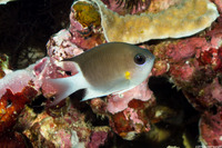 Pycnochromis flavipectoralis (Malayan Chromis)
