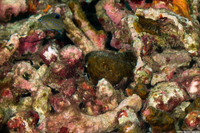 Plectroglyphidodon lacrymatus (Jewel Damsel)