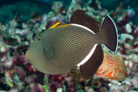Melichthys indicus (Indian Triggerfish)
