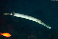 Aulostomus chinensis (Trumpetfish)