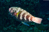 Chlorurus capistratoides (Indian Parrotfish)