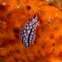 Phyllidiella rudmani (Rudman's Phyllidiella)