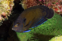 Centropyge multispinis (Brown Pygmy Angelfish)