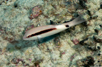 Parupeneus macronemus (Longbarbel Goatfish)