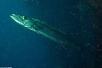 Sphyraena barracuda (Great Barracuda)