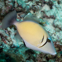 Sufflamen bursa (Scythe Triggerfish)