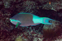 Scarus frenatus (Bridled Parrotfish)