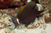 Acanthurus nigricauda (Blackstreak Surgeonfish)