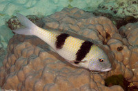 Parupeneus trifasciatus (Indian Doublebar Goatfish)
