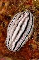 Phyllidiella zeylanica (Phyllidiella Zeylanica)