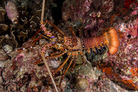 Panulirus femoristriga (Stripe-Leg Spiny Lobster)